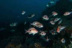 Caesioperca lepidoptera