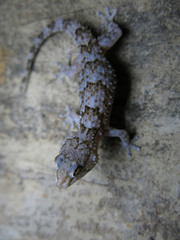 Chondrodactylus turneri