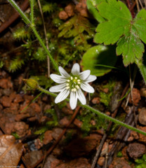 Cerastium texanum