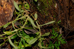 Cerastium texanum