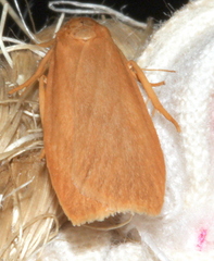 Scoliacma pactolias