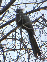 Corythaixoides concolor bechuanae