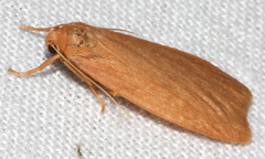 Scoliacma pactolias