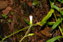 Cerastium texanum
