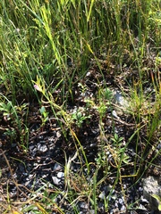 Cicuta maculata victorinii