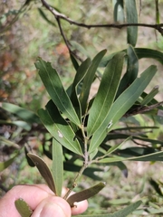 Acacia fasciculifera