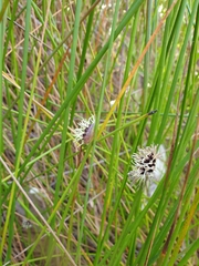 Chorizandra cymbaria
