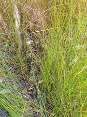 Chorizandra cymbaria