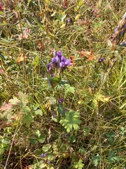 Gentianella auriculata