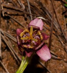 Tigridia multiflora