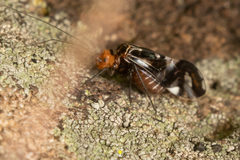 Cerastipsocus trifasciatus