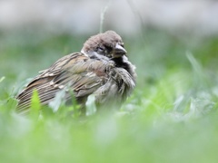 Passer montanus