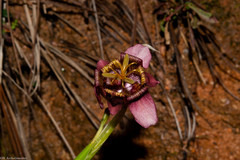 Tigridia multiflora