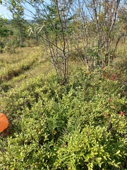 Sanguisorba parviflora