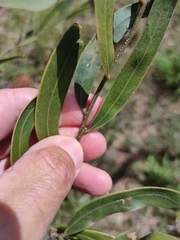 Acacia fasciculifera