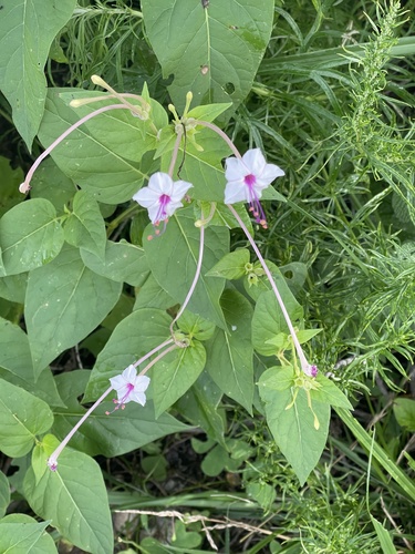 Sweet four o'clock (Mirabilis longiflora)