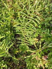 Sanguisorba parviflora