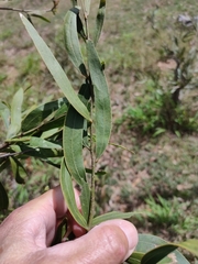 Acacia fasciculifera