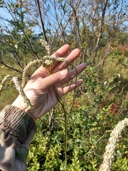 Sanguisorba parviflora