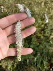 Sanguisorba parviflora