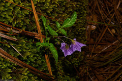 Solanum stoloniferum
