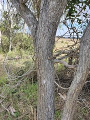 Acacia fasciculifera