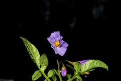 Solanum stoloniferum