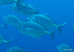 Uraspis helvola