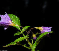 Solanum stoloniferum