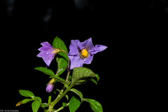 Solanum stoloniferum