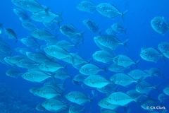 Uraspis helvola