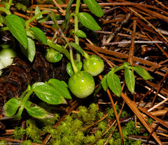 Solanum stoloniferum