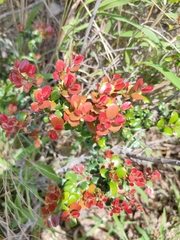 Diospyros humilis