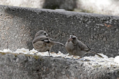 Crithagra tristriata