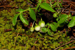Solanum stoloniferum