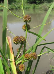 Sparganium erectum neglectum