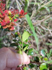 Diospyros humilis