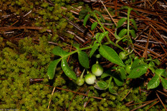 Solanum stoloniferum