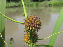 Sparganium erectum neglectum