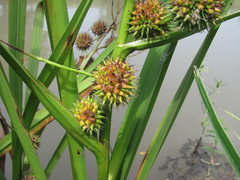 Sparganium erectum neglectum