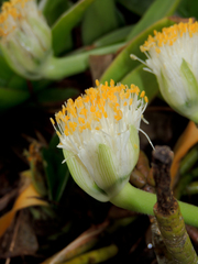 Haemanthus albiflos