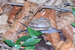 Cyclophorus