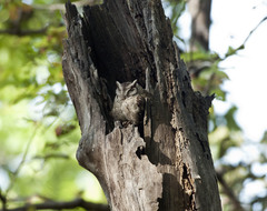 Otus bakkamoena