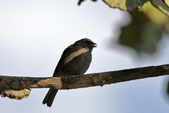 Crithagra tristriata