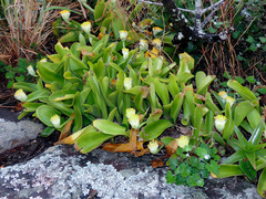 Haemanthus albiflos