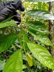 Acalypha diversifolia