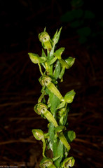 Platanthera brevifolia