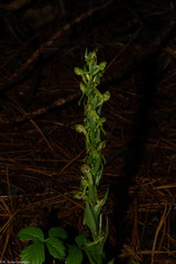Platanthera brevifolia