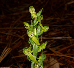 Platanthera brevifolia