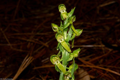 Platanthera brevifolia